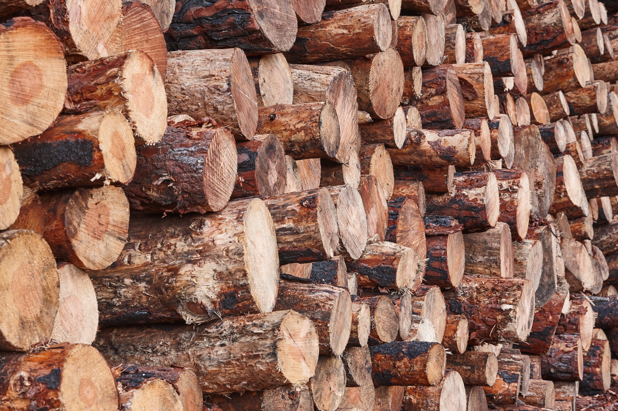 Stacked freshly cut logs. Natural pine wood. Deforestation. Timber factory